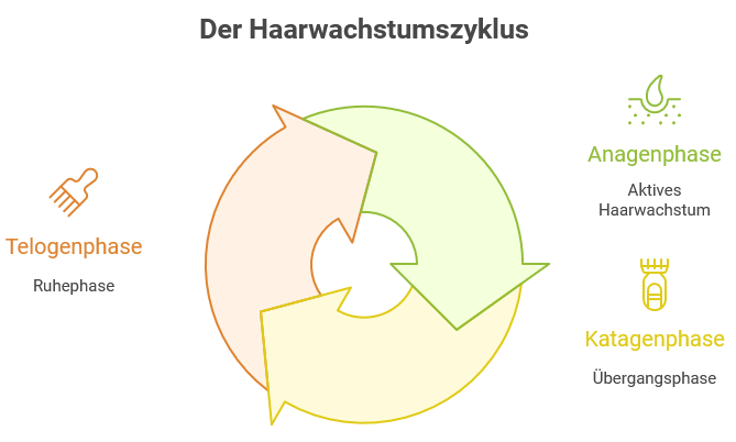 Grafik des Haarwachstumszyklus mit drei Phasen: Anagenphase (aktives Haarwachstum, grün), Katagenphase (Übergangsphase, gelb) und Telogenphase (Ruhephase, orange). Die Phasen sind kreisförmig mit Pfeilen dargestellt, die den kontinuierlichen Zyklus verdeutlichen.