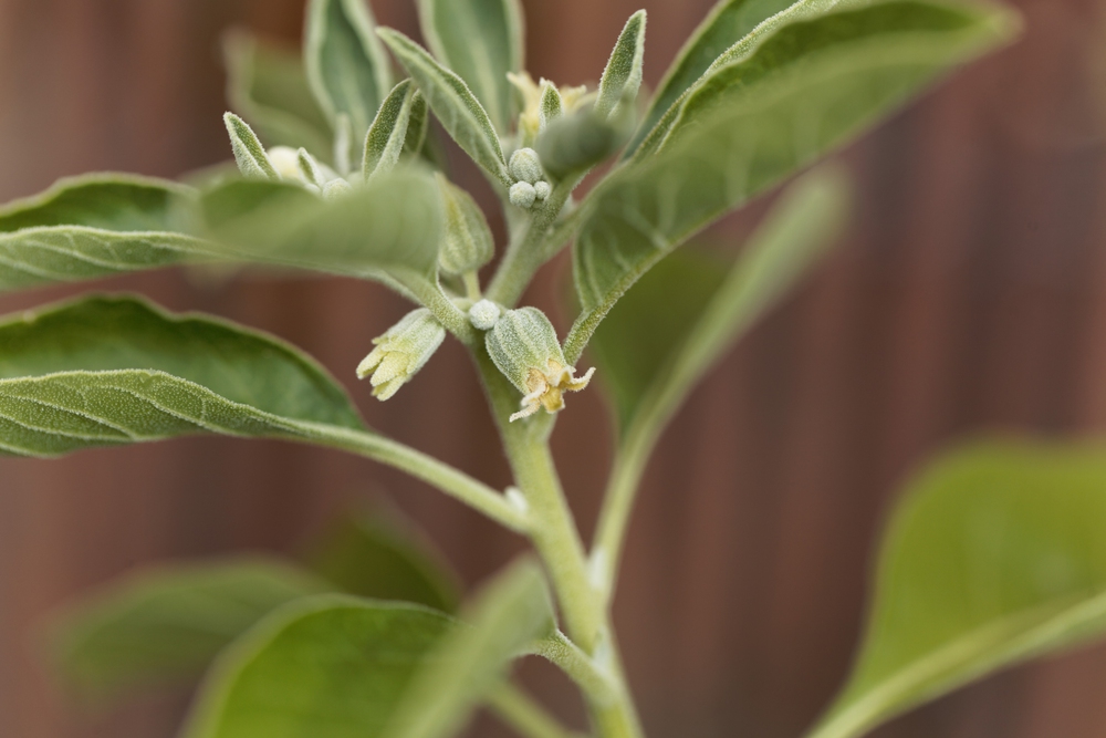 Does Ashwagandha Cause Hair Loss? Hormones, Shedding & Risk 2 does ashwagandha cause hair loss