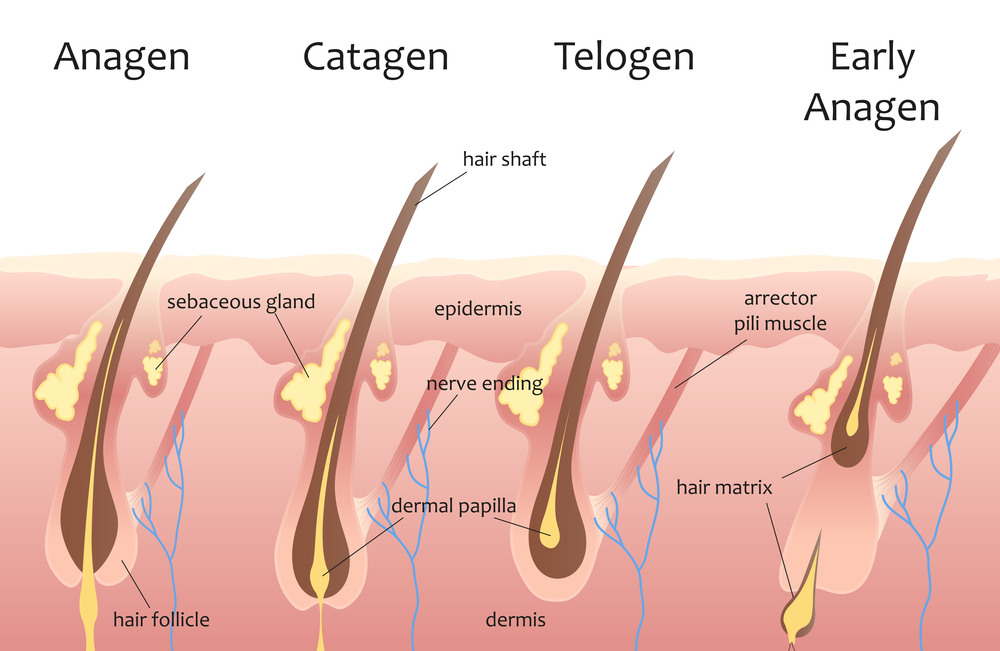 How Long Does Hair Grow in 6 Months? Hair Growth Explained 4 What is the hair growth cycle?