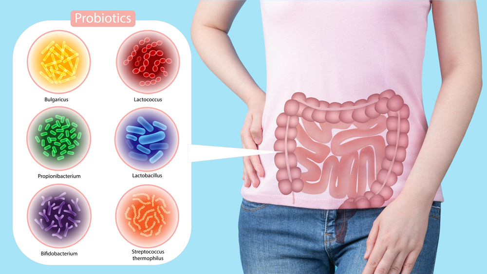 Probiotics for Hair Growth: Benefits, Research & What Works 3 The Gut Microbiome Explained