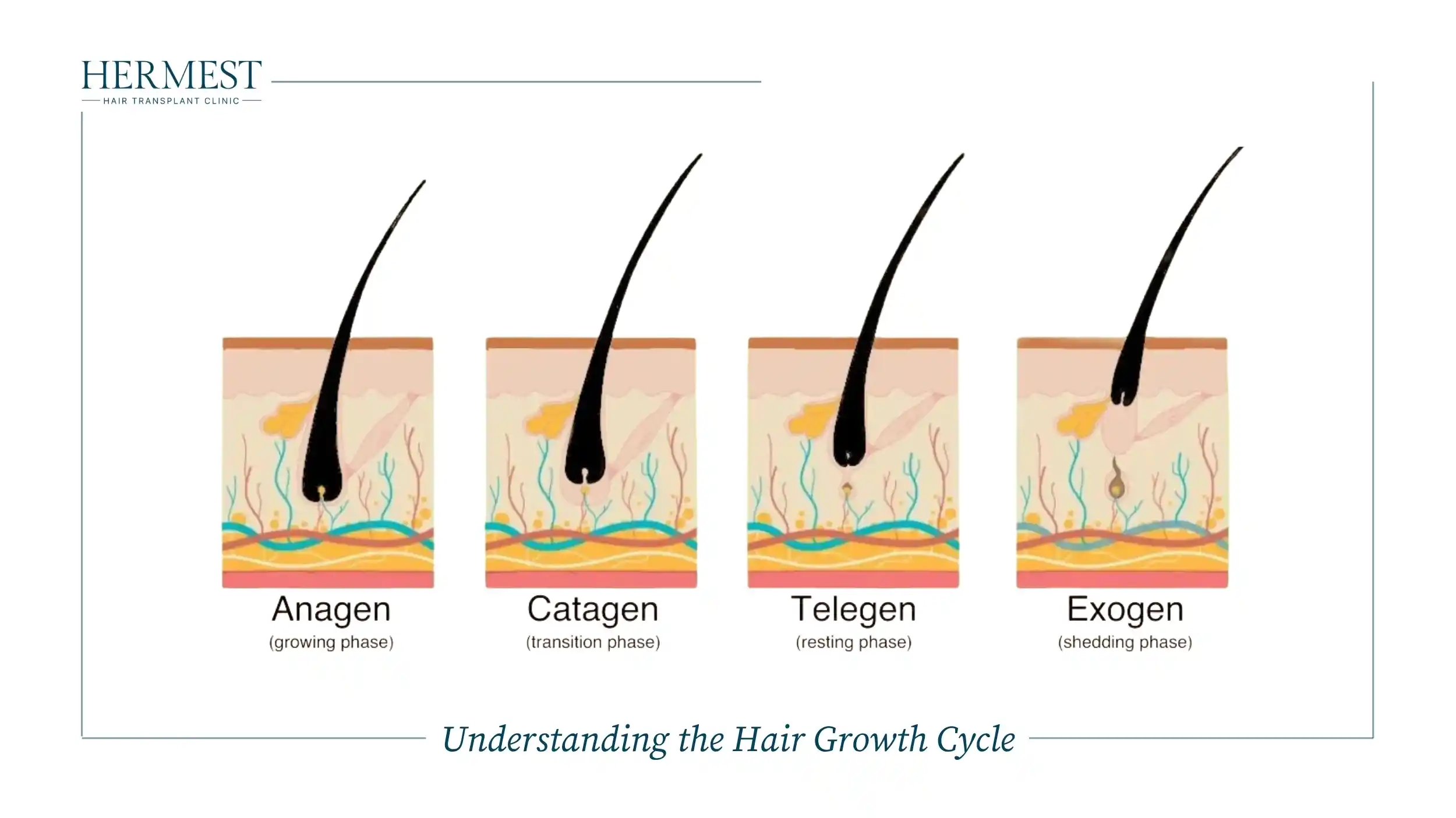 Understanding the Hair Growth Cycle